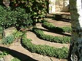 Ivy dwarf clipped